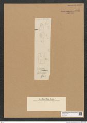 Diatomeae indet. Zeichnungen Sammlung Grunow Nr. 6281 (NHMW-BOT-W0374894)
